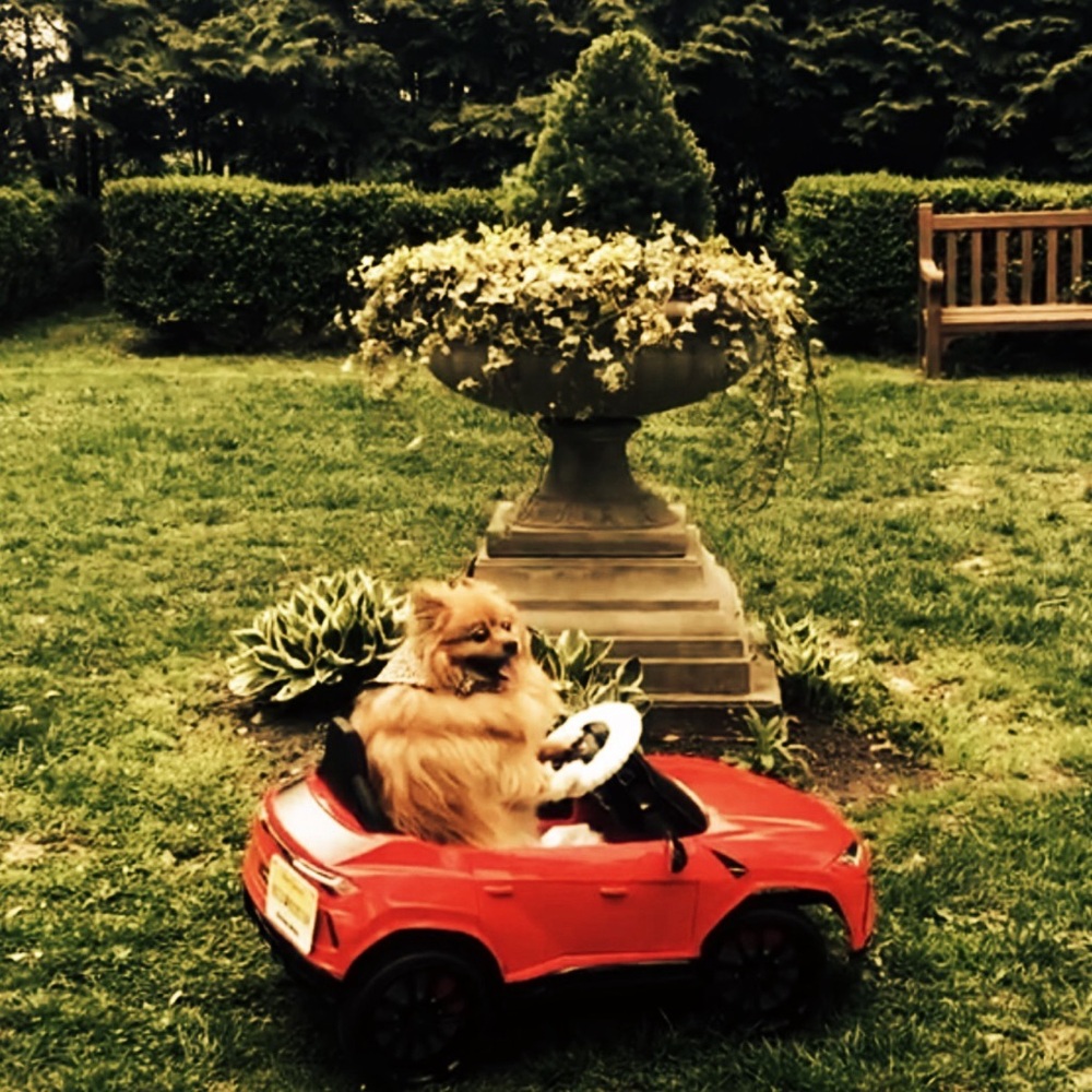 Meet your Posher, Rocco - Picture 8 of 12